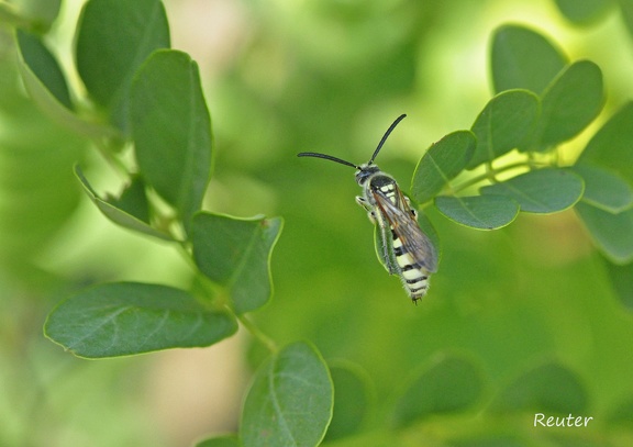 Wespe (Vespoidea sp.)